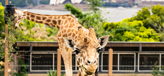 Taronga Zoo